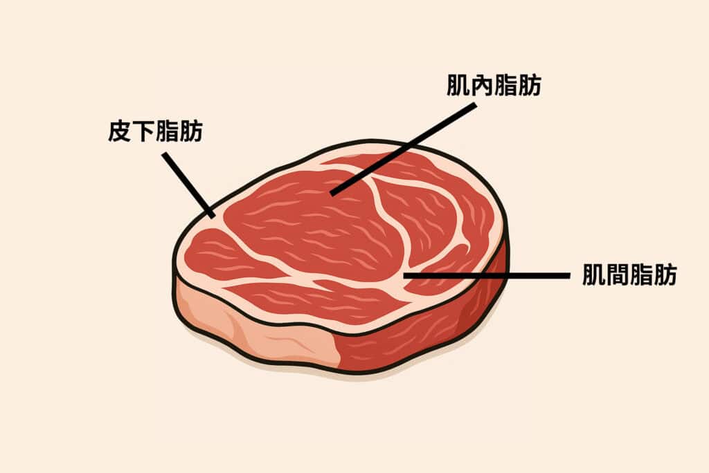 肌間脂肪藏在肌肉纖維中,影響線條、力量與肌肉品質。