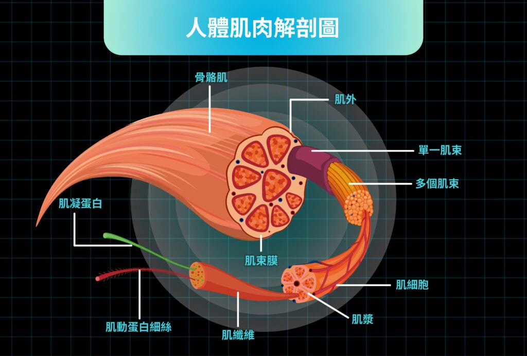 肌肥大是什麼?是「肌纖維」結構在訓練後逐層增大的生理現象 / 圖取自 Freepik(自行翻譯)